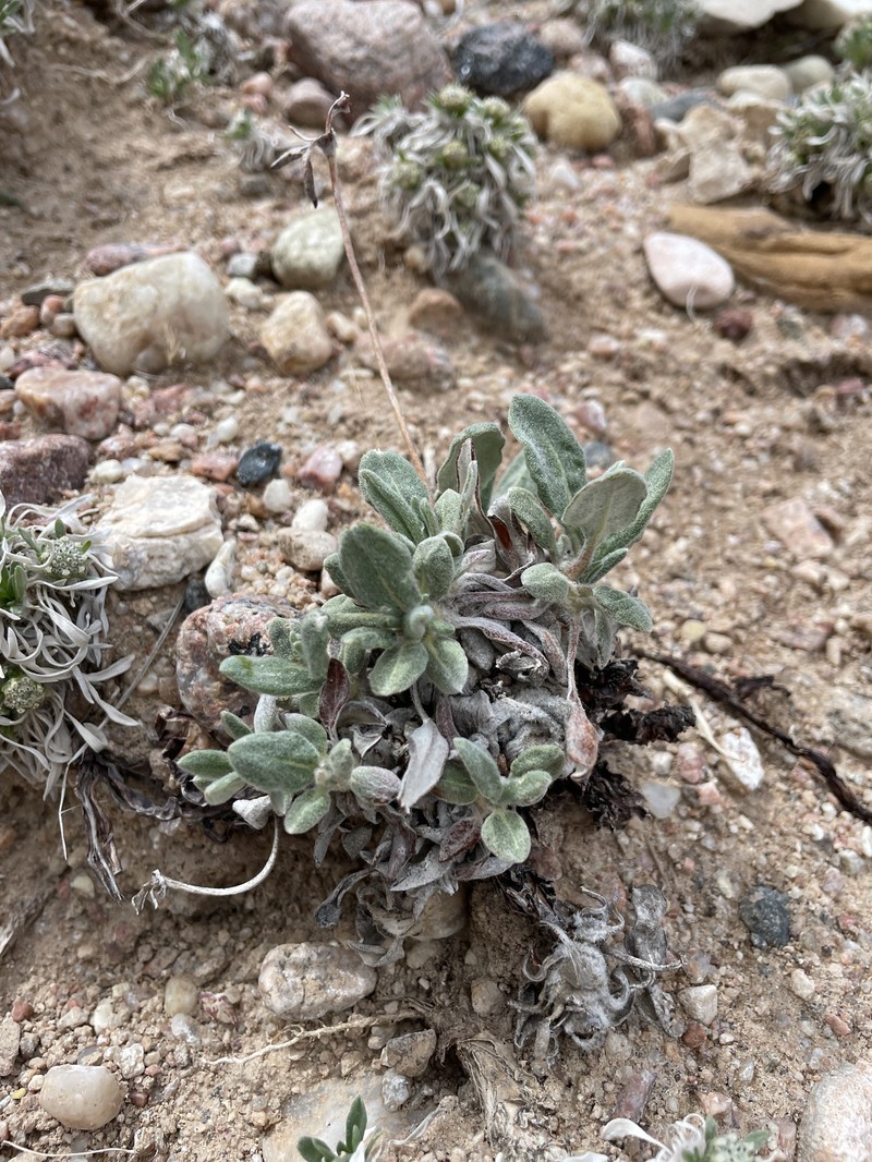 Eriogonum flavum var. flavum photo 7