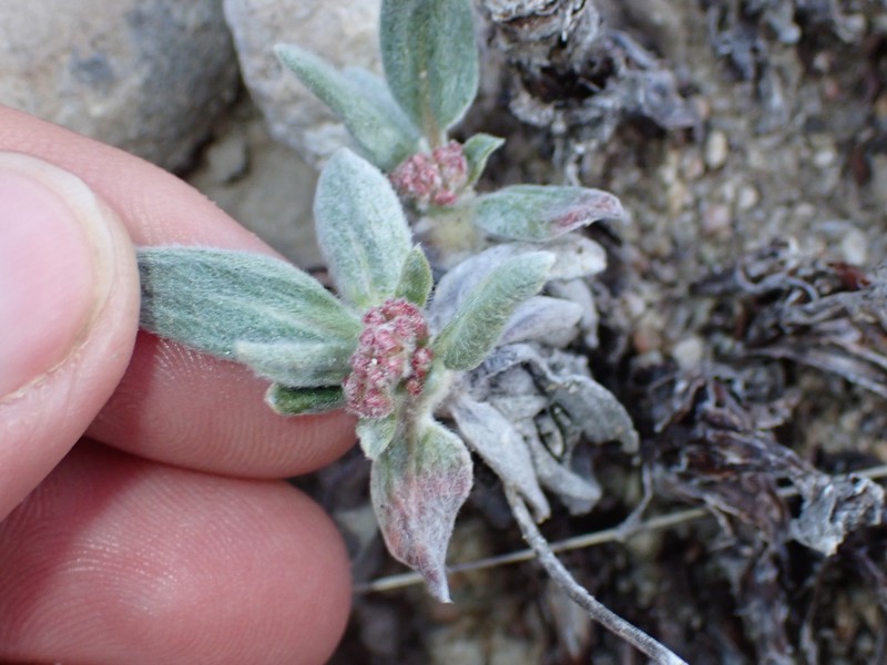 Eriogonum flavum var. flavum photo 8