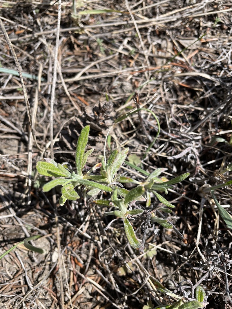 Eriogonum flavum var. piperi