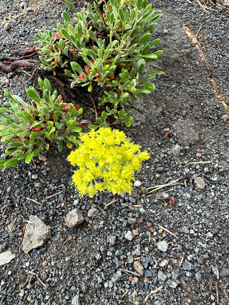Eriogonum flavum var. piperi photo 2