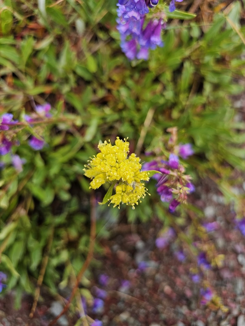 Eriogonum flavum var. piperi photo 3