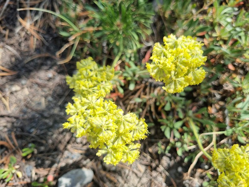 Eriogonum flavum var. piperi photo 4