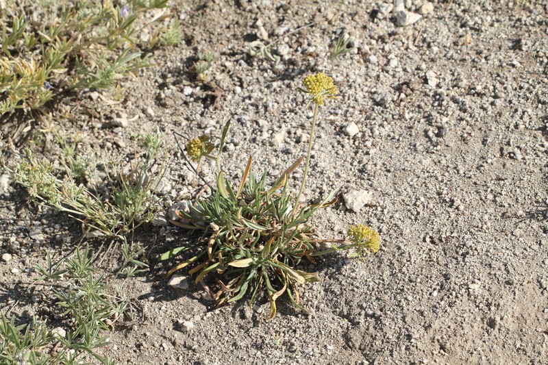 Eriogonum flavum var. piperi photo 5