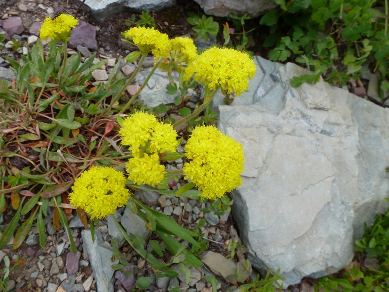 Eriogonum flavum var. piperi photo 6