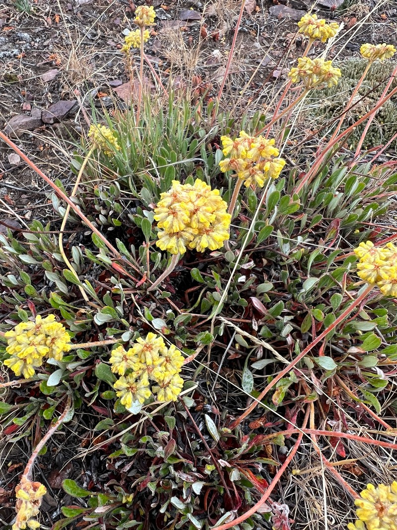Eriogonum flavum var. piperi photo 7