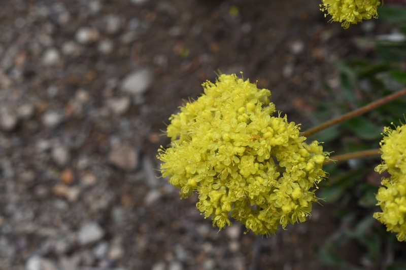 Eriogonum flavum var. piperi photo 8
