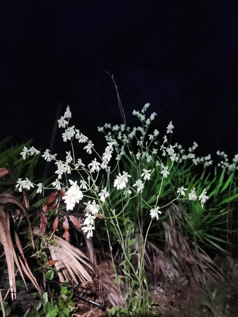 Eriogonum floridanum