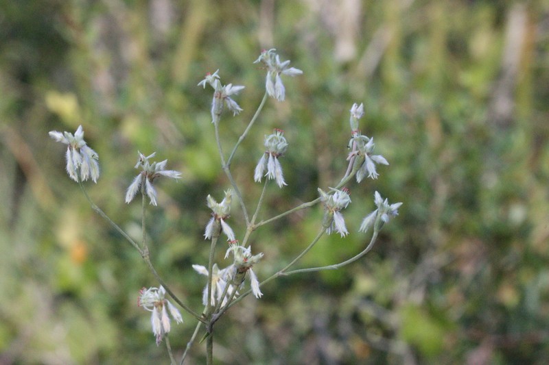 Eriogonum floridanum photo 2