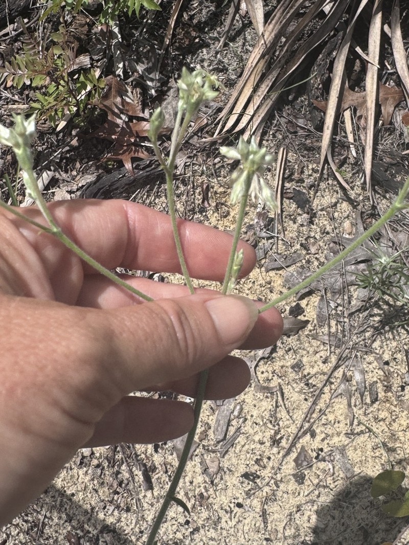 Eriogonum floridanum photo 3