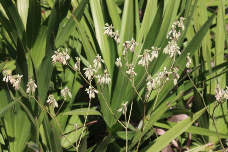 Eriogonum floridanum photo 4