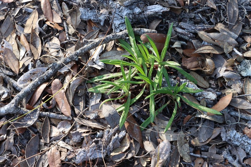 Eriogonum floridanum photo 5
