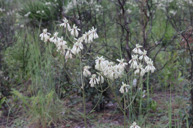 Eriogonum floridanum photo 6