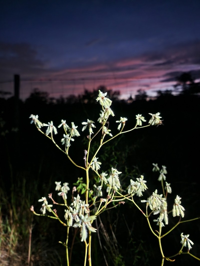 Eriogonum floridanum photo 7