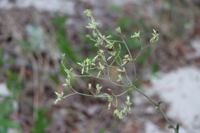 Eriogonum floridanum photo 8