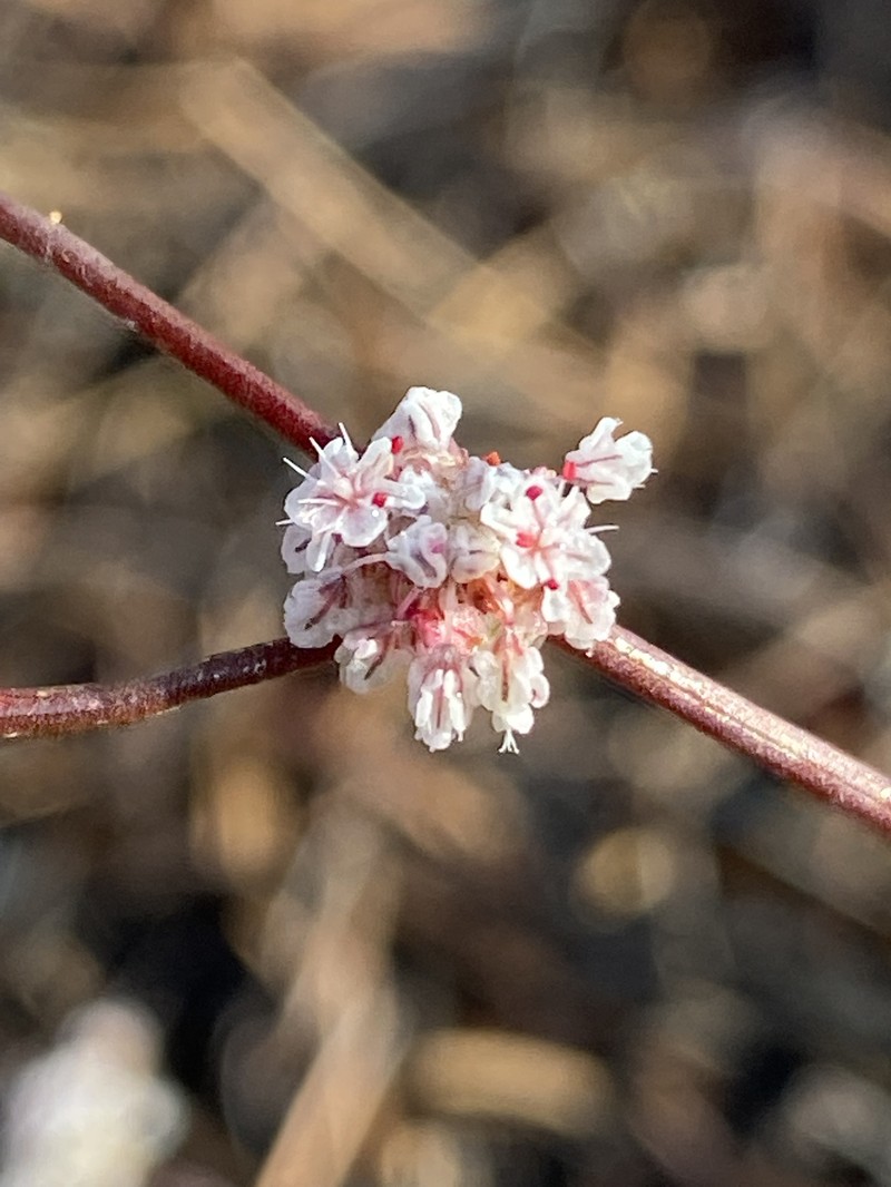 Baja Buckwheat photo 4