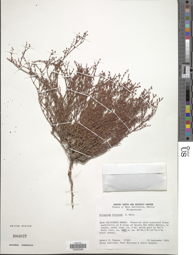 Baja Buckwheat photo 5