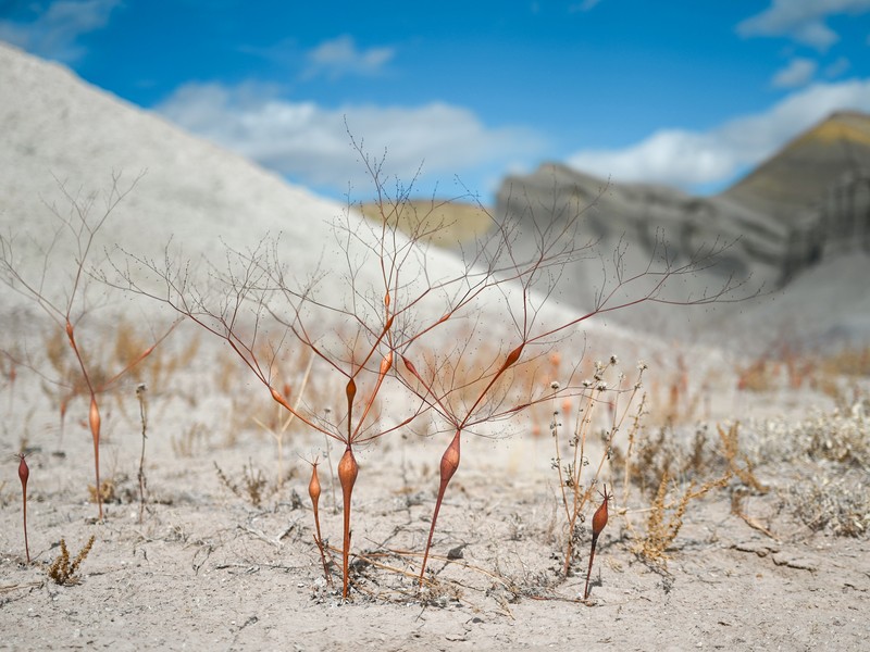 Native American Pipeweed