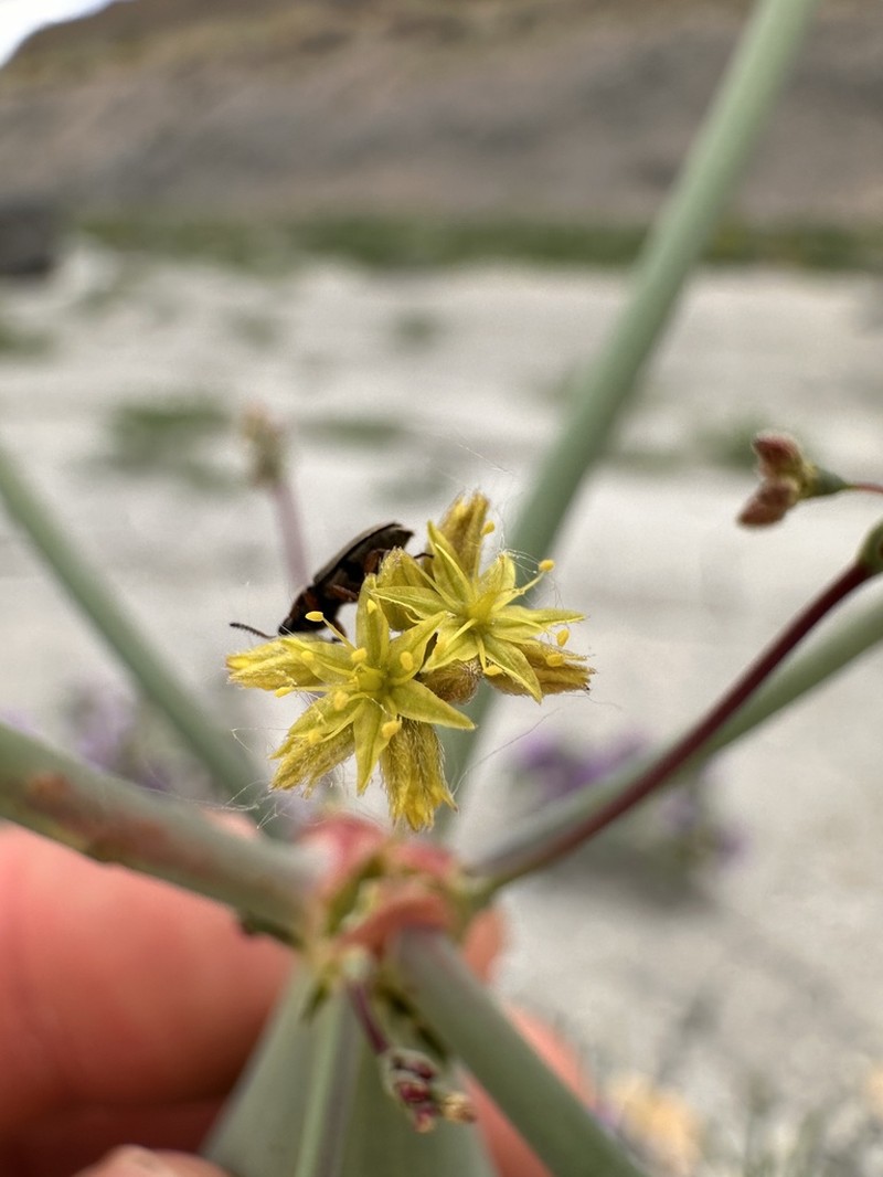 Native American Pipeweed photo 2