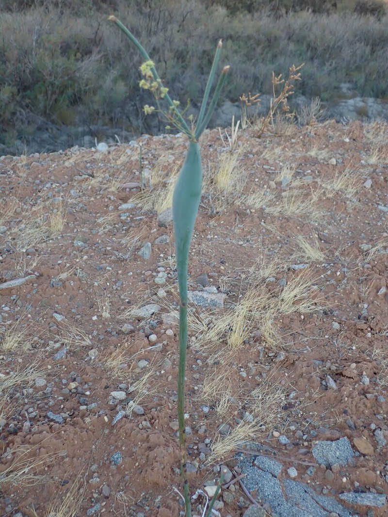 Native American Pipeweed photo 3