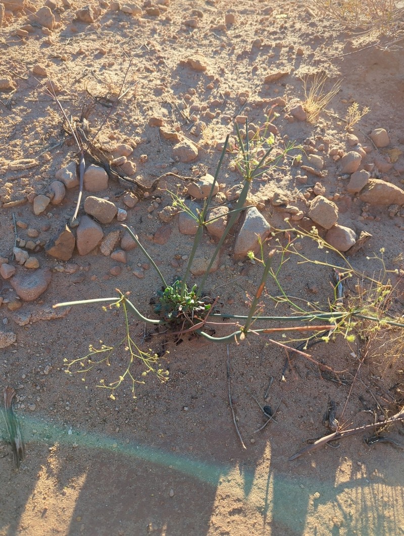 Native American Pipeweed photo 4