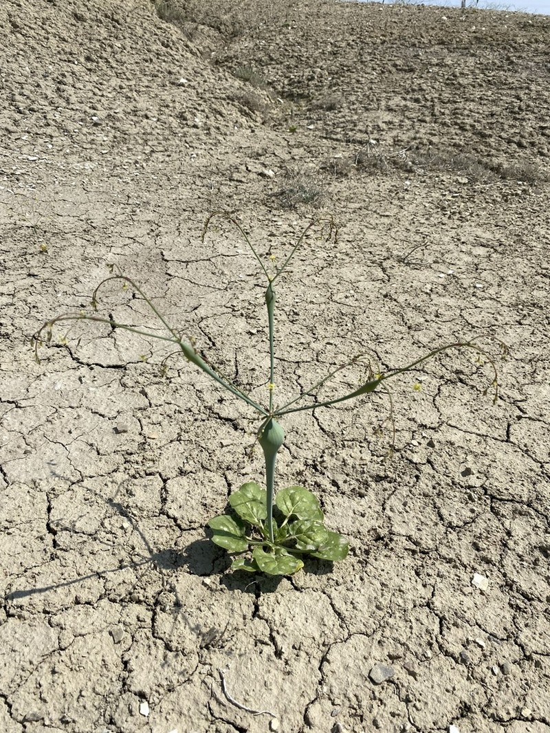 Native American Pipeweed photo 6