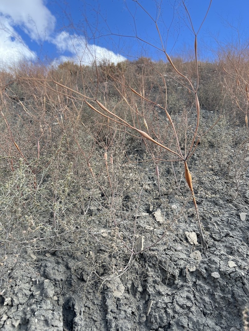 Native American Pipeweed photo 7