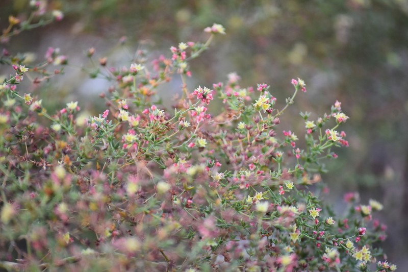 Eriogonum galioides photo 2