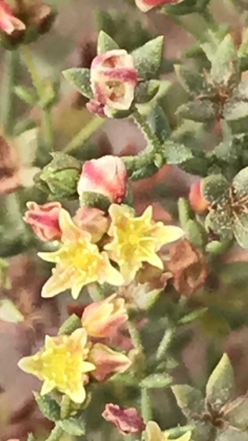 Eriogonum galioides photo 3