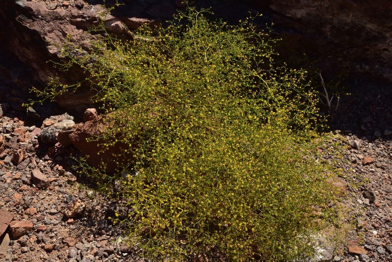 Eriogonum galioides photo 4