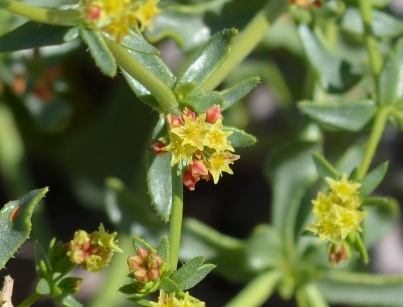 Eriogonum galioides photo 5