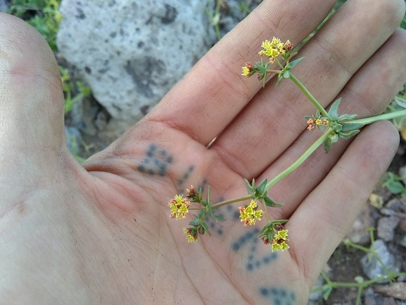 Eriogonum galioides photo 6