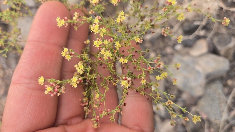 Eriogonum galioides photo 7