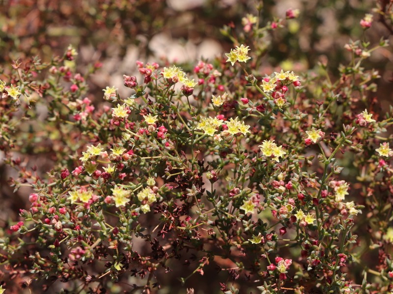 Eriogonum galioides photo 8
