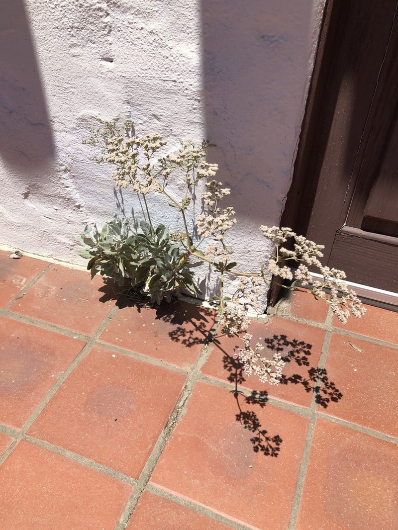 St. Catherine's Lace