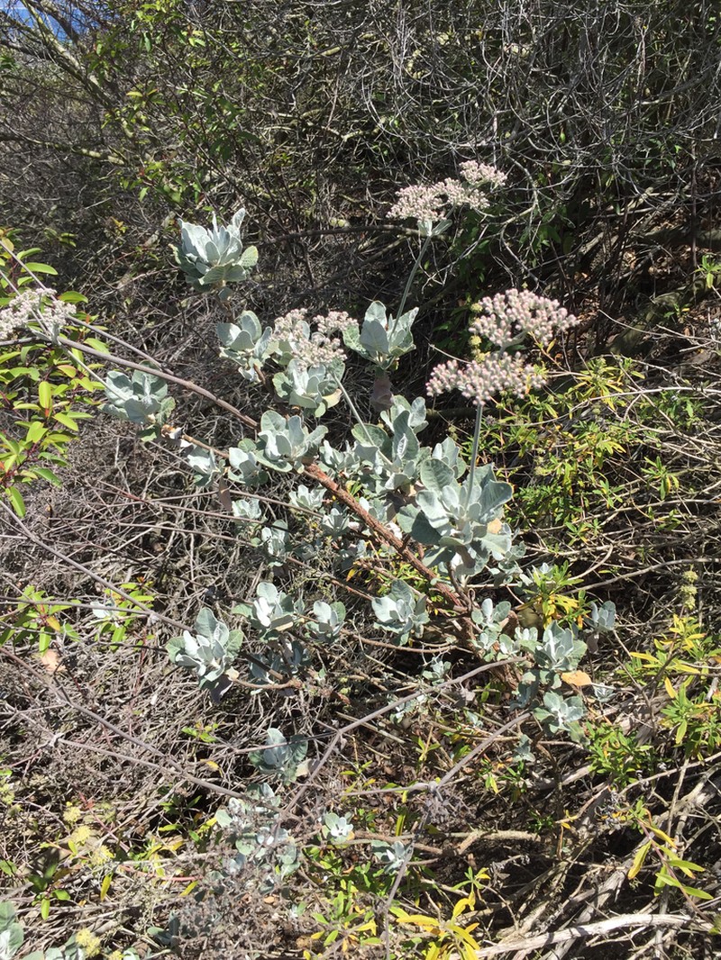 St. Catherine's Lace photo 2