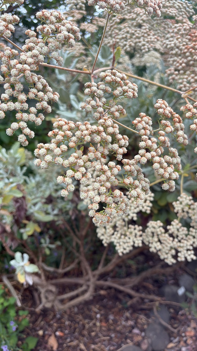 St. Catherine's Lace photo 7