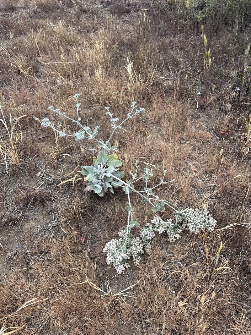 Eriogonum giganteum var. compactum