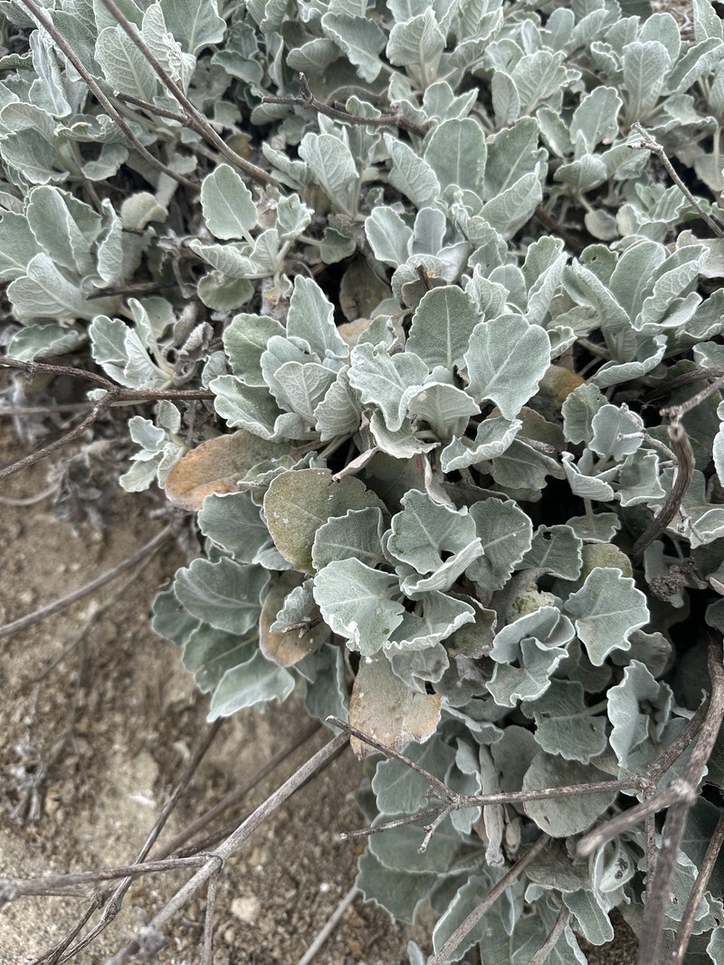 Eriogonum giganteum var. compactum photo 2