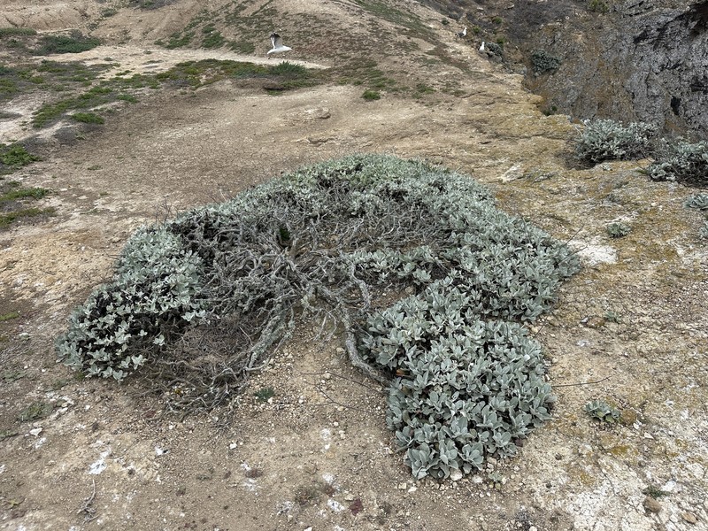 Eriogonum giganteum var. compactum photo 4