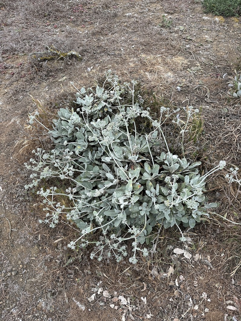 Eriogonum giganteum var. compactum photo 5