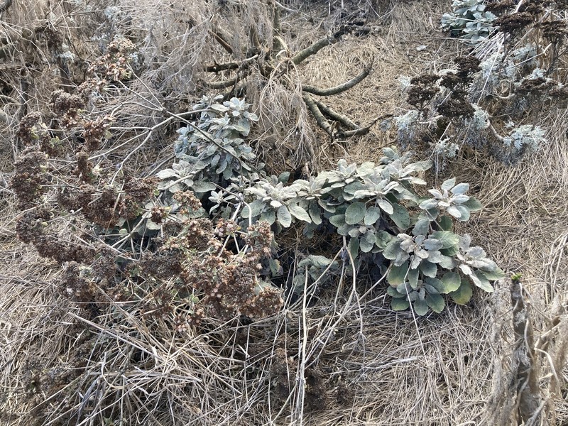 Eriogonum giganteum var. compactum photo 6
