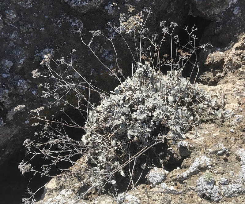 Eriogonum giganteum var. compactum photo 7