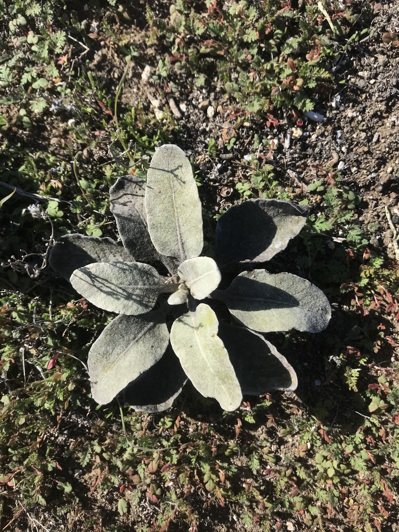 Eriogonum giganteum var. compactum photo 8