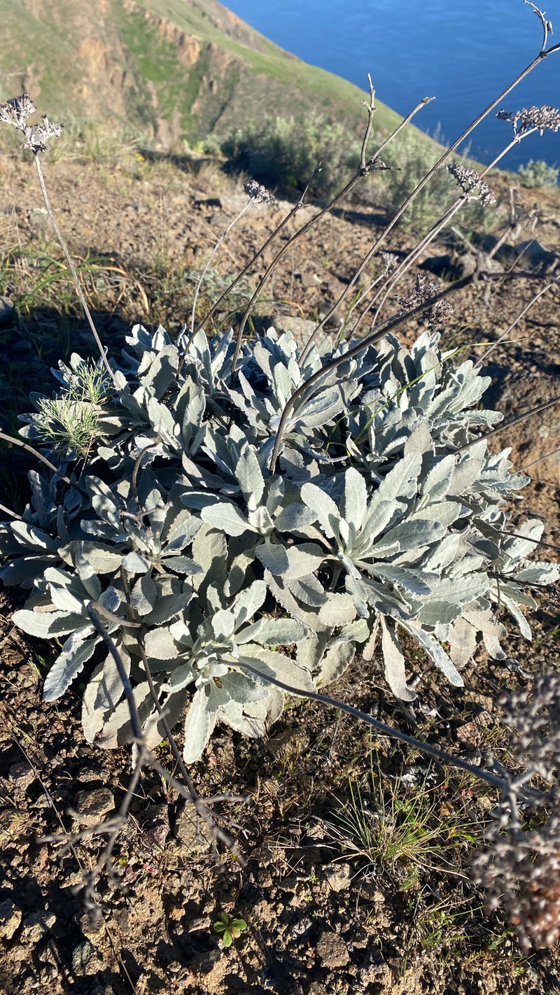 Eriogonum giganteum var. formosum