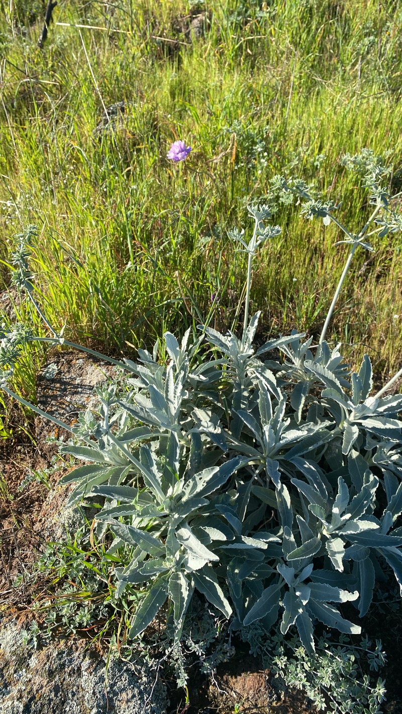 Eriogonum giganteum var. formosum photo 2