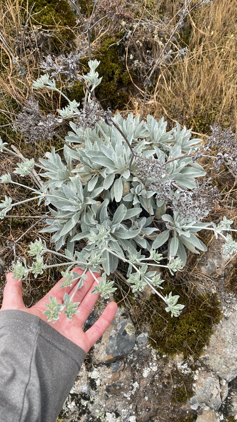 Eriogonum giganteum var. formosum photo 3