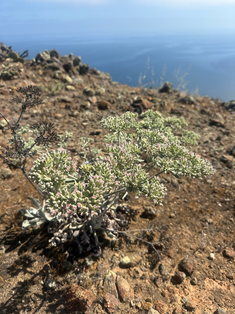 Eriogonum giganteum var. formosum photo 4