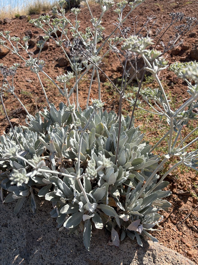 Eriogonum giganteum var. formosum photo 5