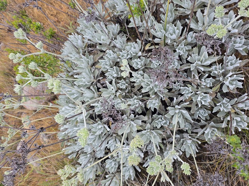 Eriogonum giganteum var. formosum photo 6