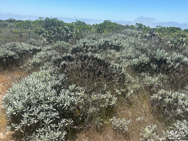 Eriogonum giganteum var. formosum photo 7